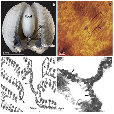 Characterizing Photosymbiosis Between Fraginae Bivalves and Symbiodinium Using Phylogenetics and Stable Isotopes